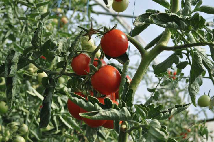 Sapevi che i pomodori non erano considerati una pietanza?