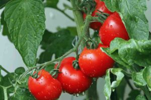 Sapevi che i pomodori non erano considerati una pietanza?